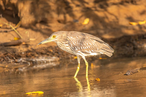 Nachtreiher (Nycticorax nycticorax) - juvenile