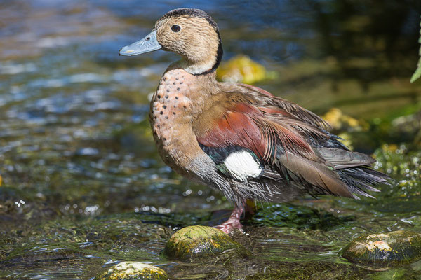 Rotschulterente (Callonetta leucophrys)