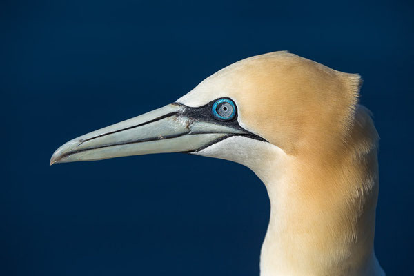 Basstölpel (Morus bassanus) auf Helgoland