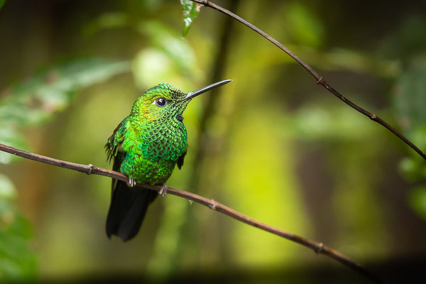 Grünstirn-Brillantkolibri  (Heliodoxa jacula)  