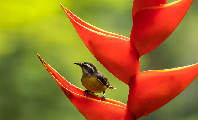 Zuckervogel (Coereba flaveola)