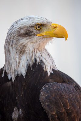 Weißkopfseeadler (Haliaeetus leucocephalus) 