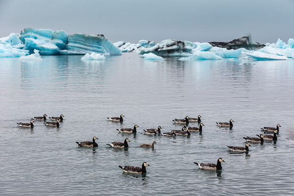 Weißwangengans (Branta leucopsis)