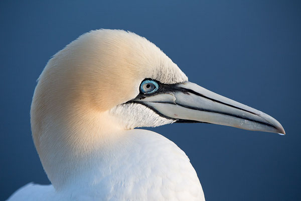 Basstölpel (Morus bassanus) auf Helgoland