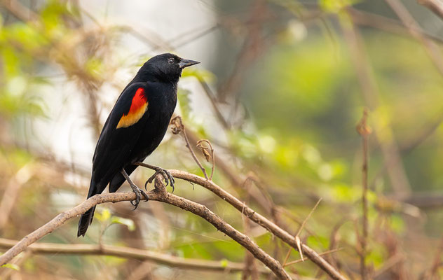 Rotflügelstärling (Agelaius phoeniceus)