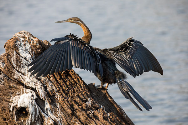 Afrikanischer Schlangenhalsvogel (Anhinga rufa)