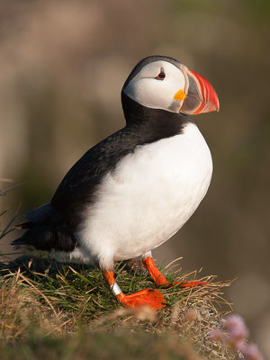 Papageitaucher (Fratercula arctica)