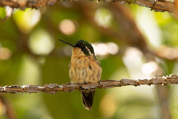 Weißkehlnymphe (Lampornis castaneoventris) - Weibchen