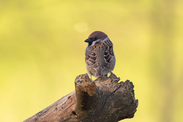 Feldsperling (Passer montanus)