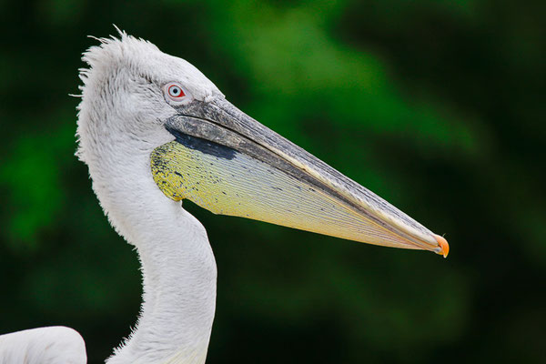 Krauskopfpelikan (Pelecanus crispus)