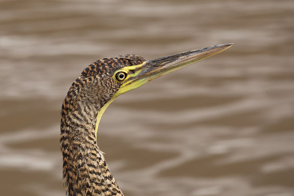 Nacktkehlreiher (Tigrisoma mexicanum)