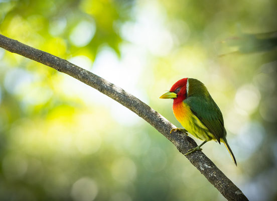 Andenbartvogel (Eubucco bourcierii)