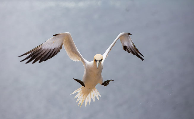 Basstölpel (Morus bassanus) auf Helgoland