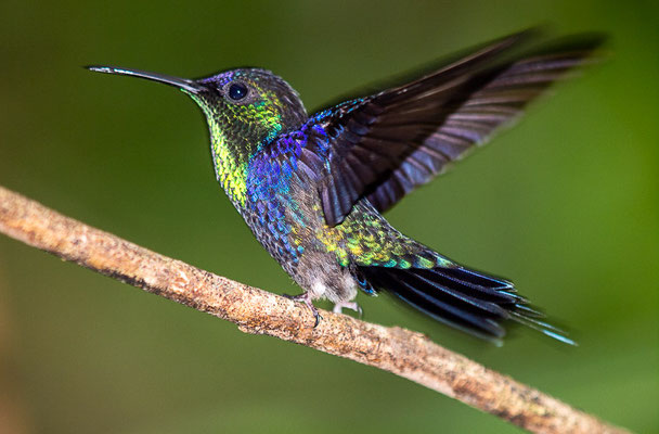 Violettkronennymphe (Thalurania colombica)  - Männchen