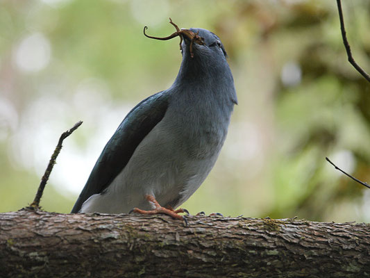 Kurol (Leptosomus discolor)