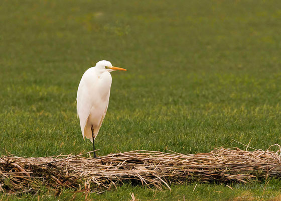 Silberreiher (Ardea alba) in Nordhholand