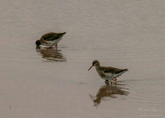 Rotschenkel (Tringa totanus)