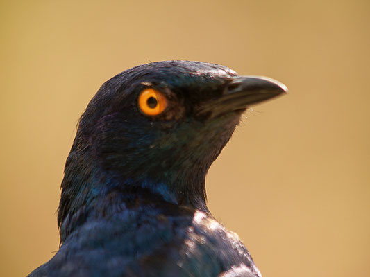 Grünschwanz glanzstar (Lamprotornis chalybaeus)