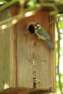 Blaumeise (Cyanistes caeruleus)