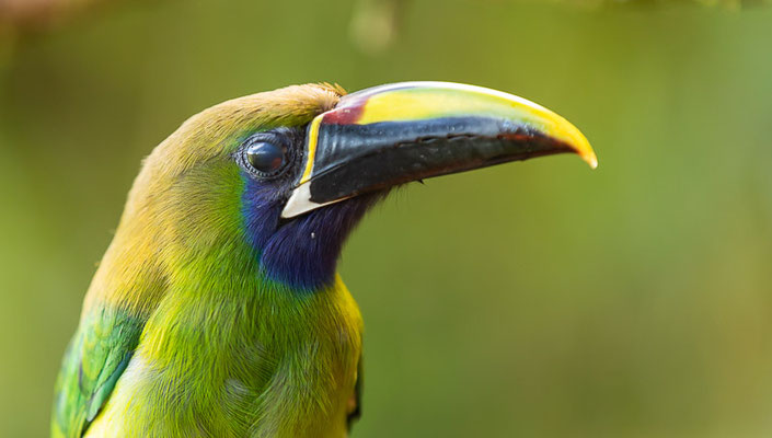 Blaukehlarassari (Aulacorhynchus caeruleogularis)
