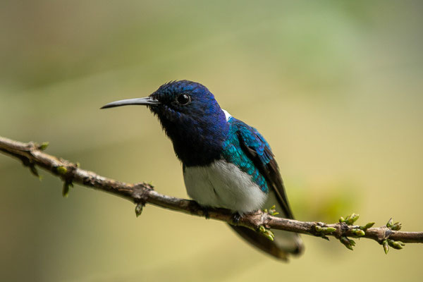 Weißnackenkolibri (Florisuga mellivora)