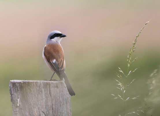 Neuntöter (Lanius collurio)