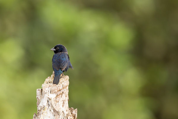 Jacarinitangare (Volatinia jacarina) - Männchen