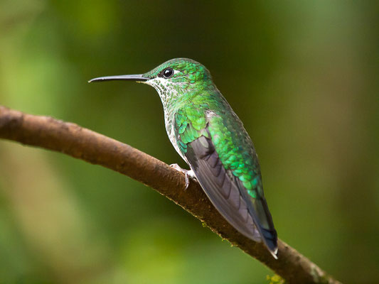 Grünstirn-Brillantkolibri  (Heliodoxa jacula) - Weibchen