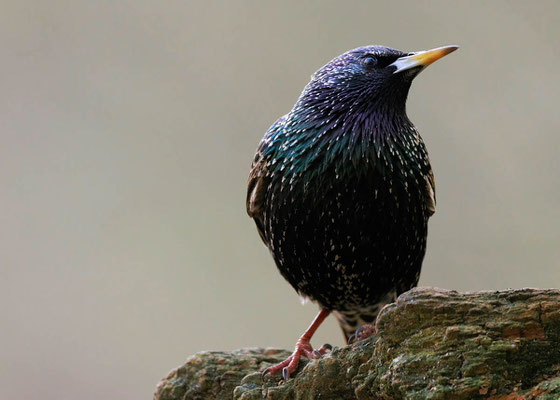 Star (Sturnus vulgaris) in Dülmen-Börnste