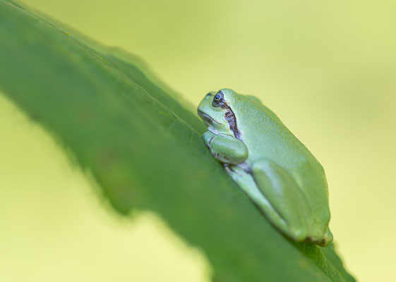 Europäische Laubfrosch (Hyla arborea) 