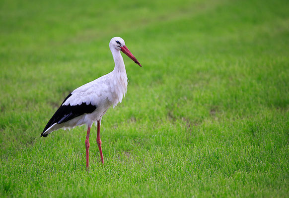 Weissstorch (Ciconia ciconia)