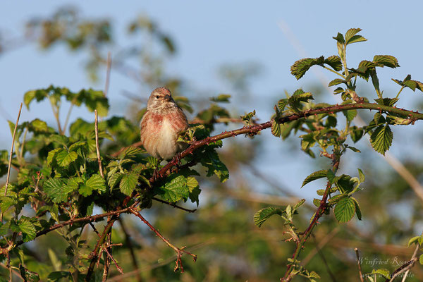 Bluthänfling (Carduelis cannabina)