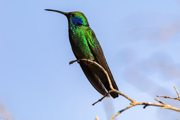 Berg-Veilchenohrkolibri (Colibri cyanotus)