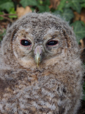 Waldkauz (Strix aluco) 