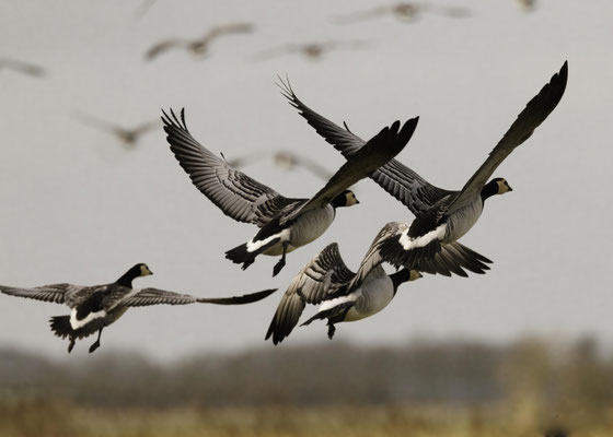 Weißwangengans (Branta leucopsis)