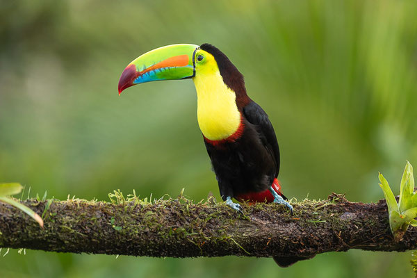 Fischertukan (Ramphastos sulfuratus)