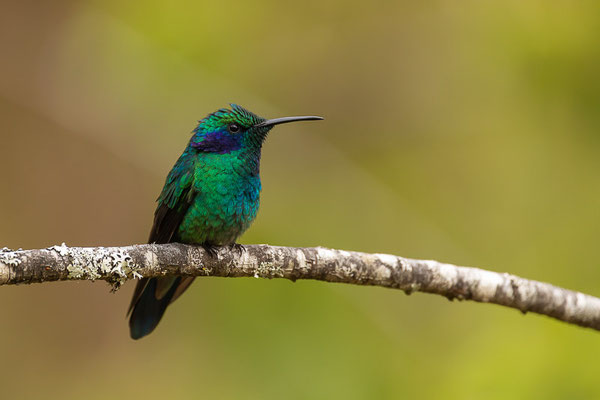 Berg-Veilchenohrkolibri (Colibri cyanotus)