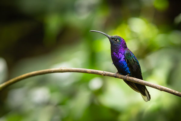 Violettdegenflügel (Campylopterus hemileucurus)