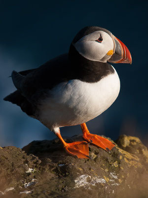 Papageitaucher (Fratercula arctica)