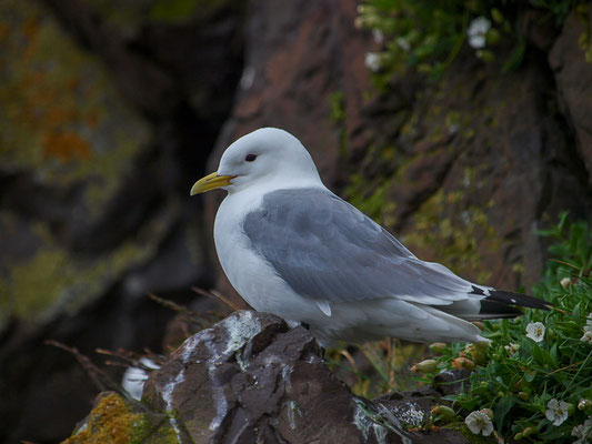 Dreizehenmöwe (Rissa tridactyla)