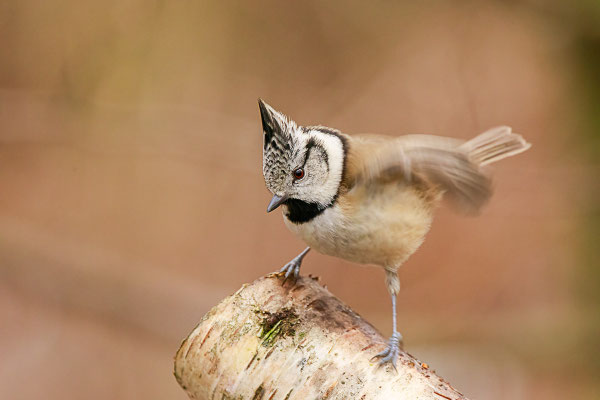 Haubenmeise (Lophophanes cristatus)