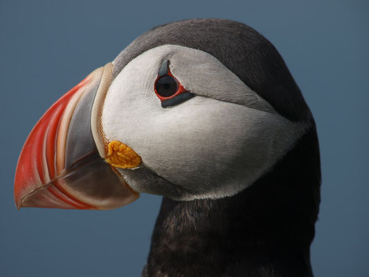 Papageitaucher (Fratercula arctica)