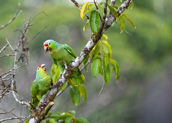 Rotstirnamazone (Amazona autumnalis)