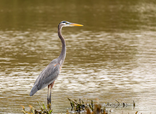 Kanadareiher (Ardea herodias)