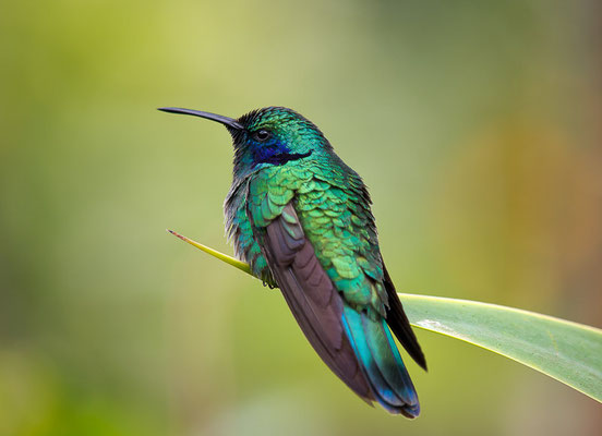 Berg-Veilchenohrkolibri (Colibri cyanotus)