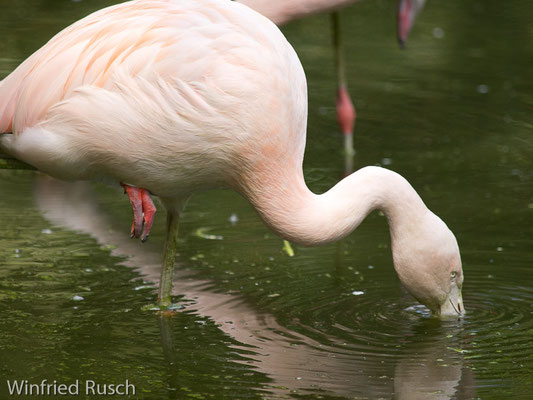 Rosaflamingo (Phoenicopterus roseus) 