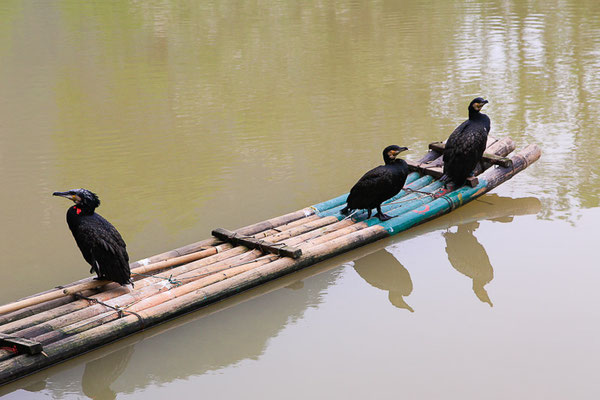 Kormoran (Phalacrocorax carbo) - aufgenommen in China