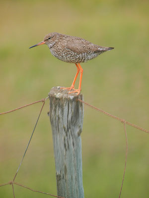 Rotschenkel (Tringa totanus)