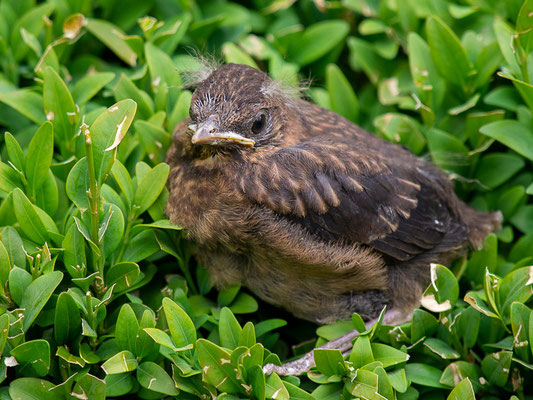 Amsel (Turdus merula)