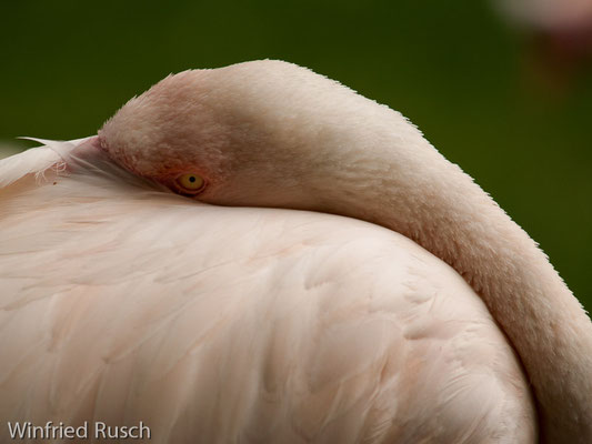 Rosaflamingo (Phoenicopterus roseus)